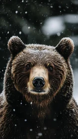 Snow-dusted forest guardian meets winter with calm eyes