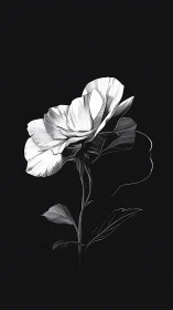 Monochrome Bloom: A Rose's Elegant Silhouette Dance.