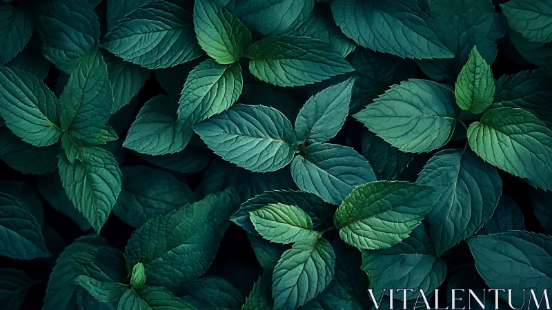 Top-down macro study isolates layered teal mint foliage