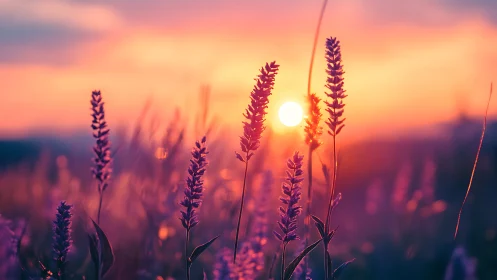 Lavender flower spikes stand against low sun at vivid sunset