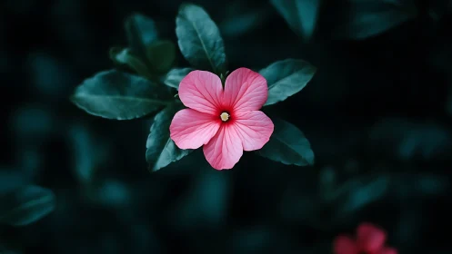 Pink Blossom Study: Botanical Subject Against Teal Depth.