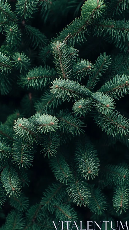 Evergreen needle chorus whispering winter secrets softly.