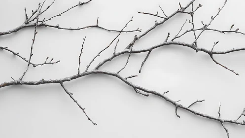 Minimalist winter tree branches against pale gray backdrop.