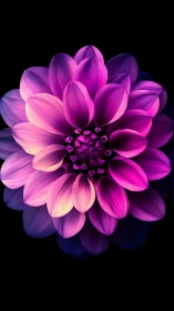 Luminous Magenta Dahlia Blooming in Darkness.