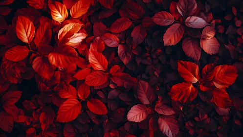 Crimson foliage canopy rendered in high-contrast macro lighting