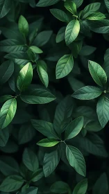 Emerald leaf canopy whispers in a quiet forest hush.
