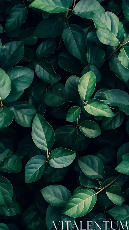 Dense oval foliage with directional side lighting and deep contrast