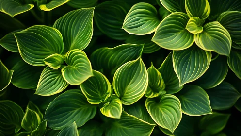 Green hosta foliage with layered leaves and veining.