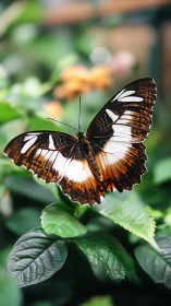 Brown white butterfly resting on lush green foliage.