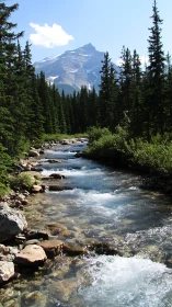 Mountain river flowing through dense evergreen forest.