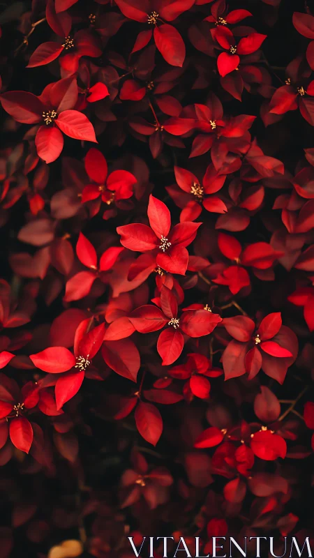 Crimson foliage fills the frame in rich autumnal depth.