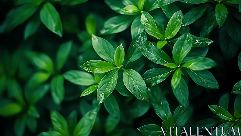 Close view of lush green leaves in natural light.