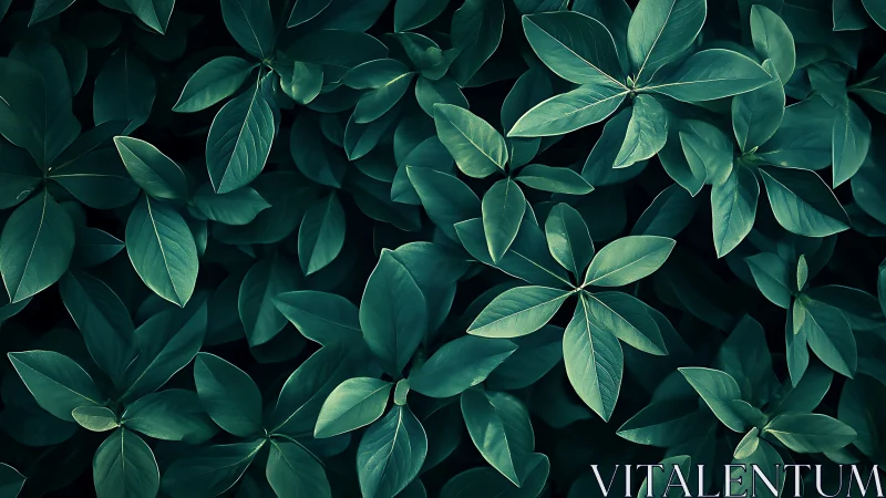 Deep green foliage pattern under soft diffused light.