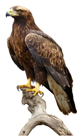 Golden eagle perched on driftwood rendered in photoreal detail