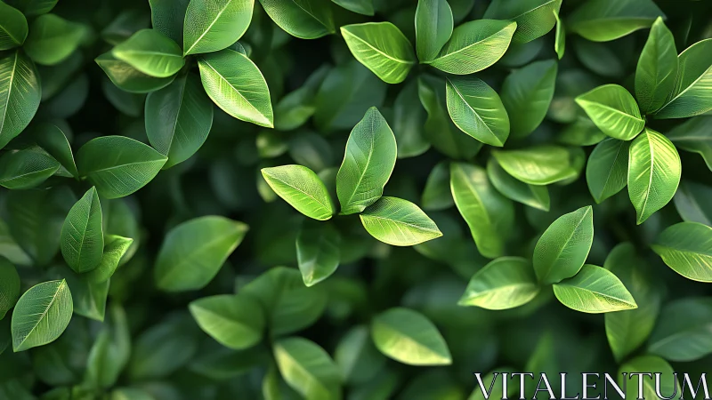 Top view of dense green foliage with detailed leaf texture.