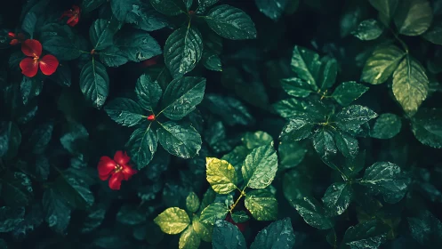Rain-damp green foliage with scattered red flowers.