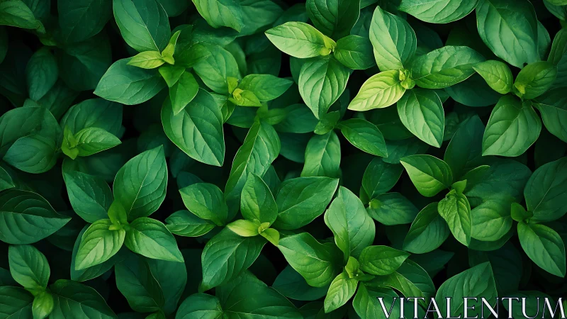 Dense basil leaf canopy displays rich tonal variation and texture