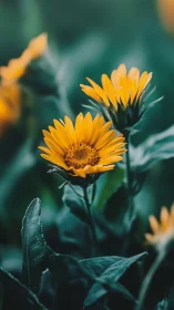 Golden Daisy Dreams: Sunlit Petals Dancing Through Emerald Shadows.