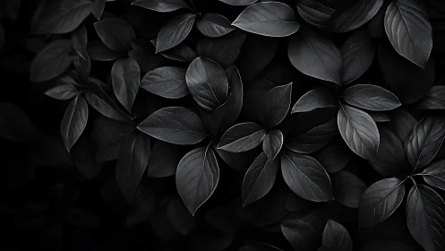 Moody monochrome foliage with layered dark leaves.