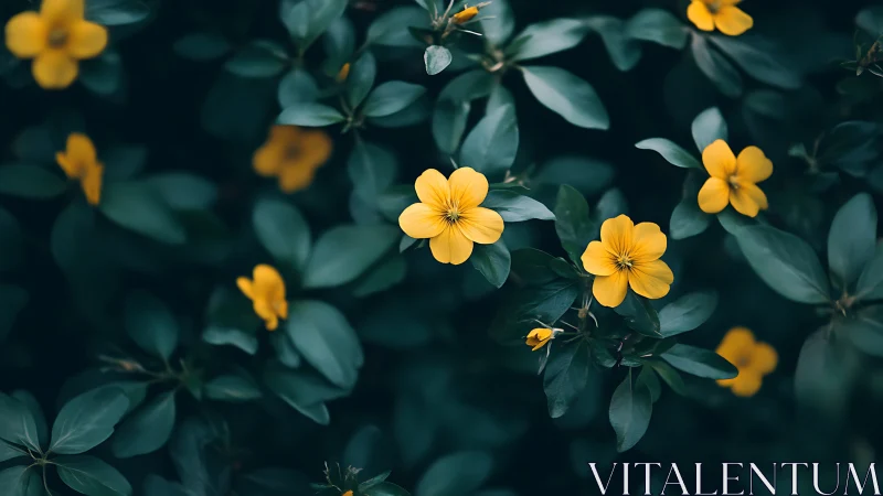 Yellow Flowers Bloom Among Dark Teal Foliage.