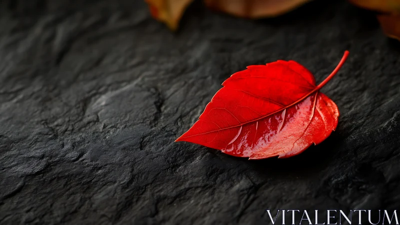 Scarlet leaf macro on wet slate with dramatic side lighting.