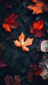 High-contrast maple foliage drifting on dark aqueous surface.