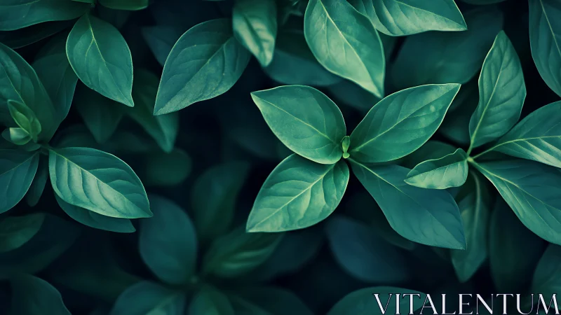 Lush green leaves form a tranquil natural background pattern.