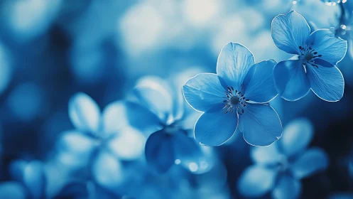 Delicate Blue Forget-Me-Nots in Soft Focus.