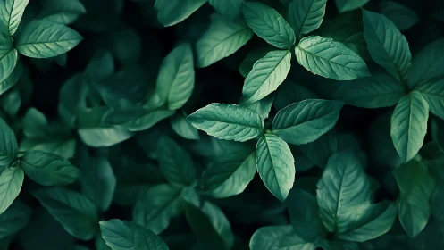 Top view shows dense, evenly lit green plant foliage