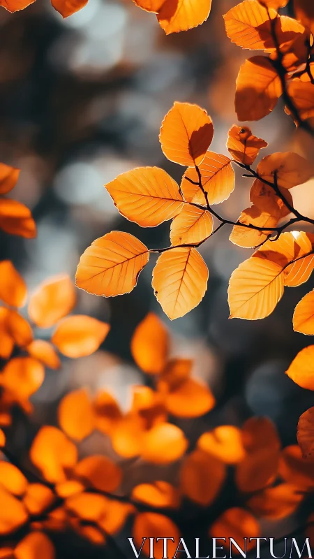 Backlit autumn leaves suspended in soft forest bokeh.
