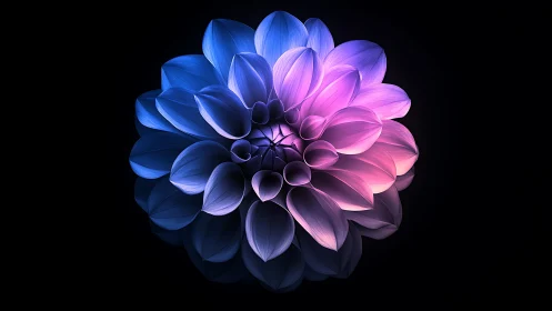 Gradient-lit dahlia form with chromatic spectrum distribution against dark background.