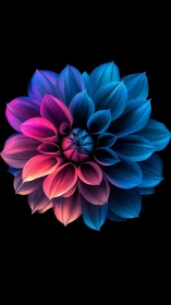 Radiant neon dahlia bloom on deep black void background.