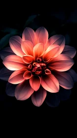 Radiant Dahlia Bloom with Luminous Gradient Petals Against Dark Background.
