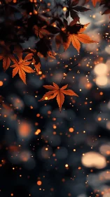Autumn maple leaves suspended over dark blurred bokeh field.