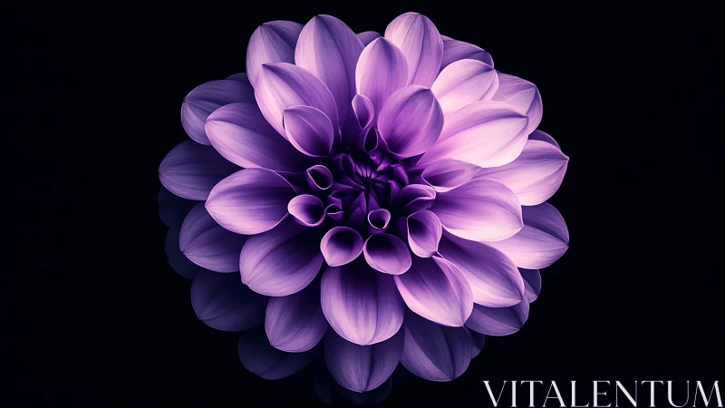 Dahlia Bloom with Radiant Purple Petals Against Black Background