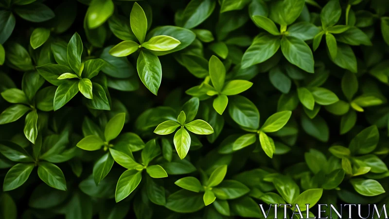 Emerald leaf chorus weaving a tranquil forest whisper.