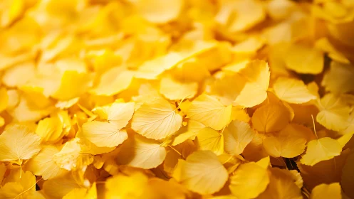 Golden leaf river, sunlight drifting across autumn whispers.