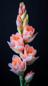 Blooming tropical flower spike with pink petals against dark backdrop