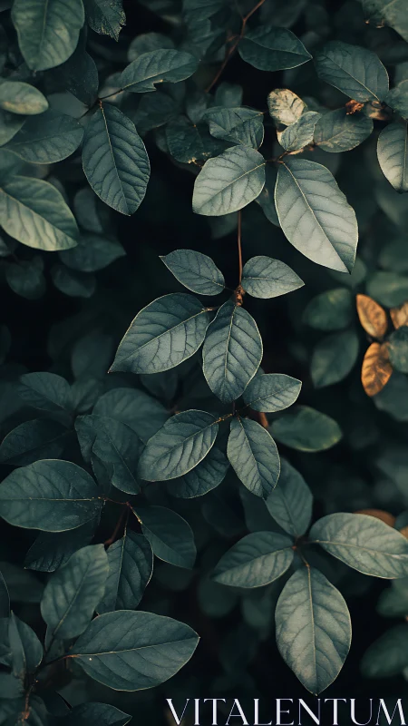 Moody macro study of dark green elliptic foliage surfaces