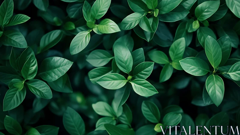 Emerald leaf chorus swirling in a lush, tranquil green hush.