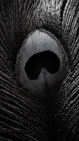 Monochrome peacock feather glows with dramatic shadow play