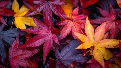 Wet maple foliage displays saturated autumn chromatic contrast