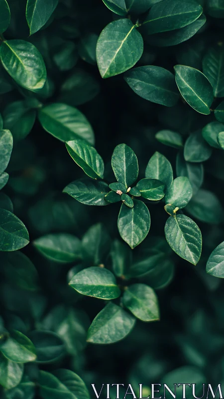 Dense green foliage fills frame with sharp leaf details