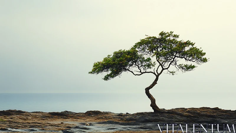 Lone windswept tree by the ocean in minimalist landscape style.