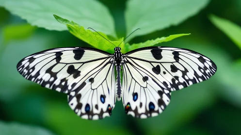 Butterfly with black and white patterned wings on leaf.