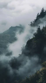 Misty pine-covered cliffs rise through dense mountain fog