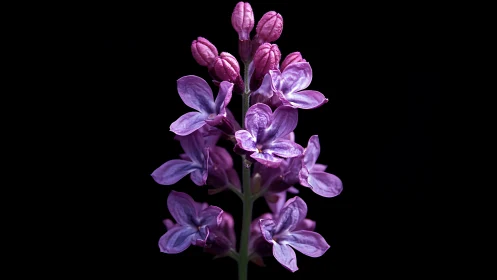 Purple lilac flower cluster against black background.