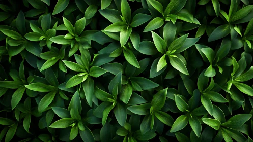 Dense pattern of layered green leaves in top view.
