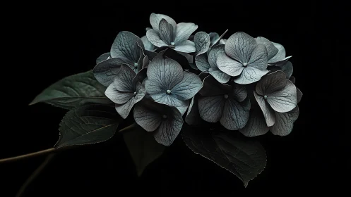 Dried Hydrangea Blooms Against Dark Background