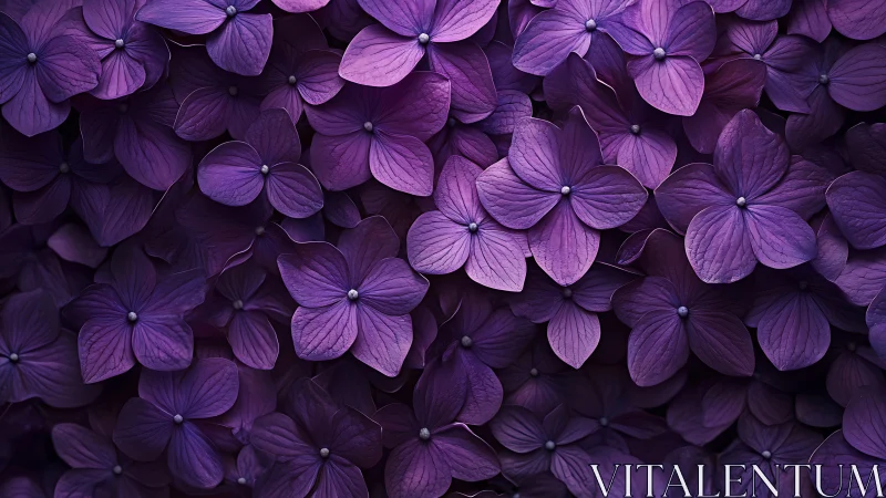 Dense Hydrangea Cluster With Radial Petal Geometry and Layered Depth